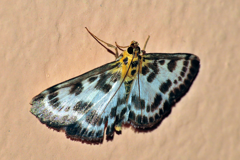 Crambidae: Anania hortulata